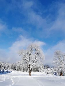 Schneeschuhwanderung 1