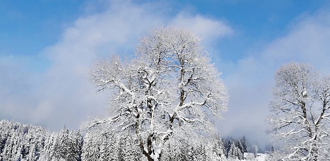 Landesversammlung Vorarlberg